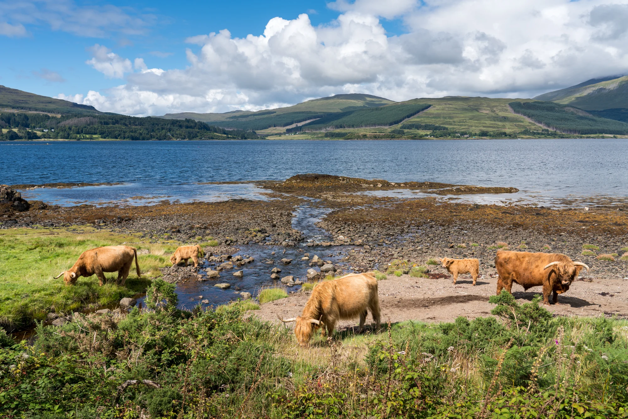 A herd of Highland Cattle roam the shoreline along the Isle of Mull, Scotland.