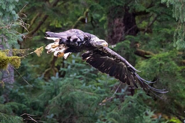 An immature bald #eagle soars through Misty Fjords National Monument in #Alaska. Photo made while exploring with @lindbladexp and @natgeoexpeditions

#baldeagle #raptor