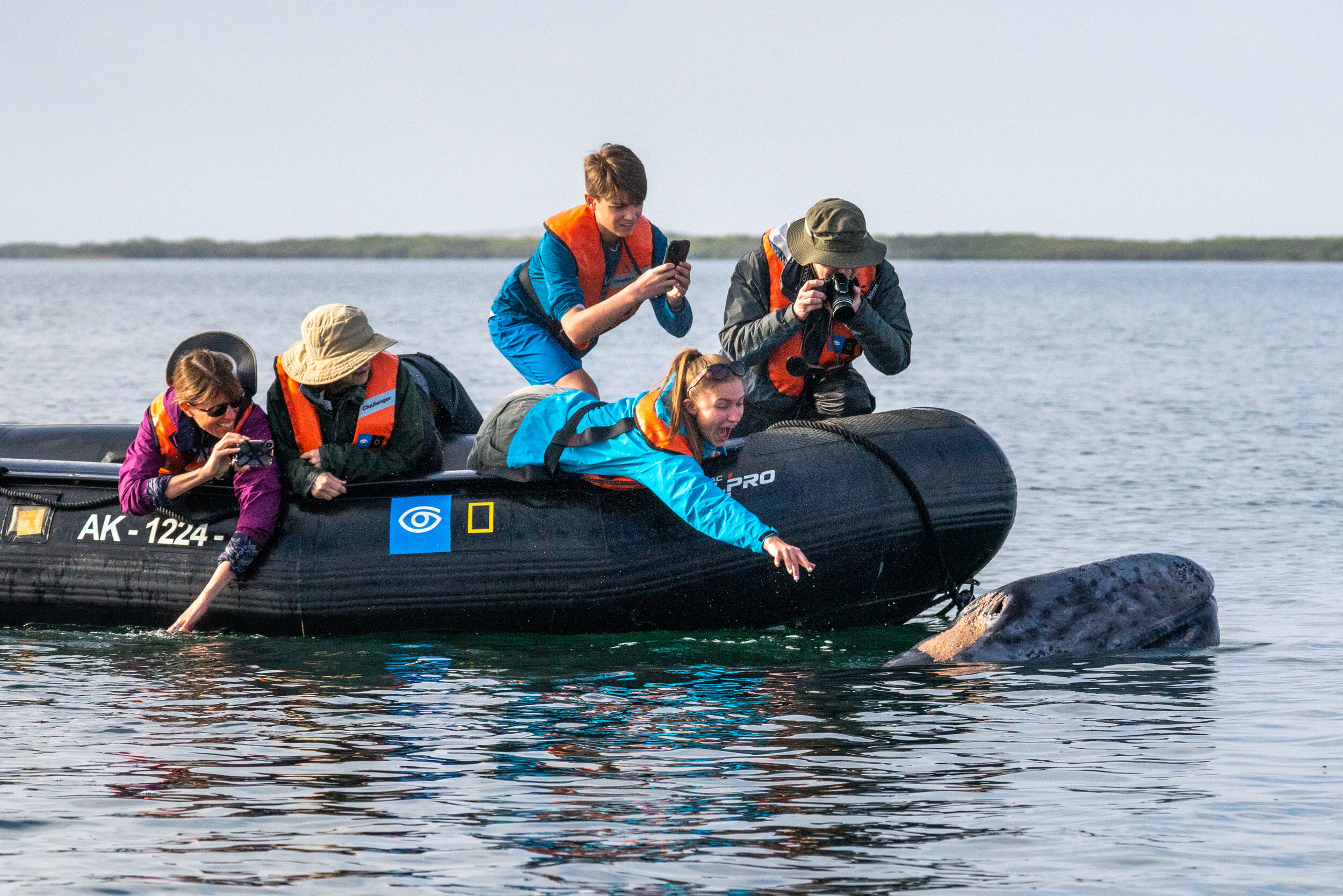 Travelers interact with a gray whale calf in Baja California, Mexico