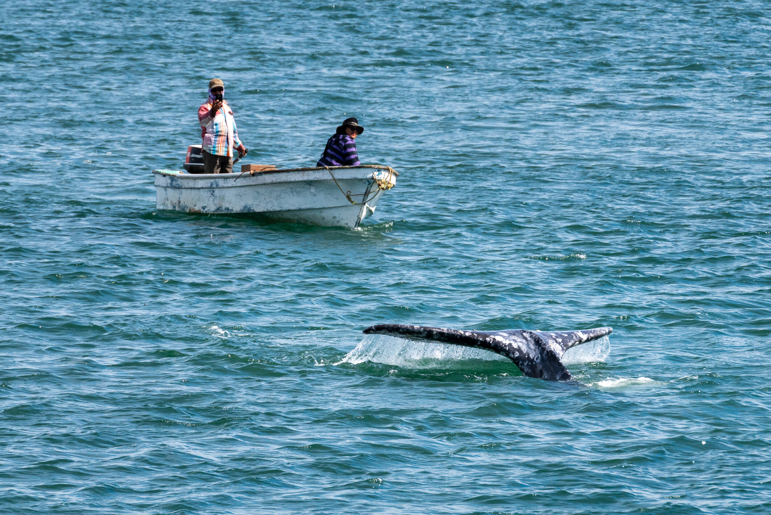 A gray whale fluke breaches the water in Baja California, Mexico