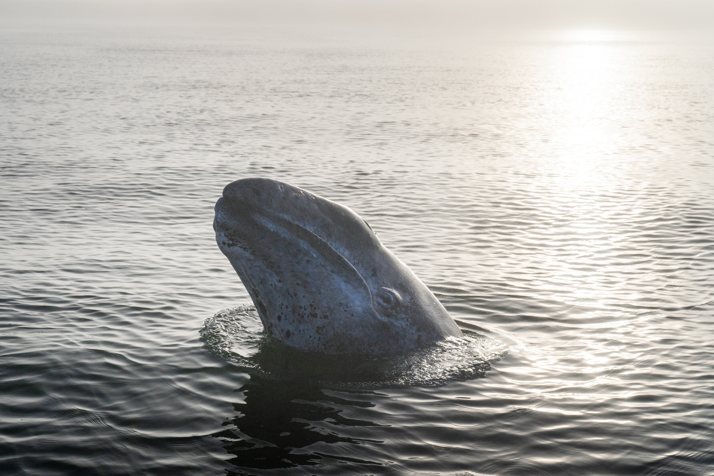 A gray whale breaches the water surface at sunrise in Baja California, Mexico