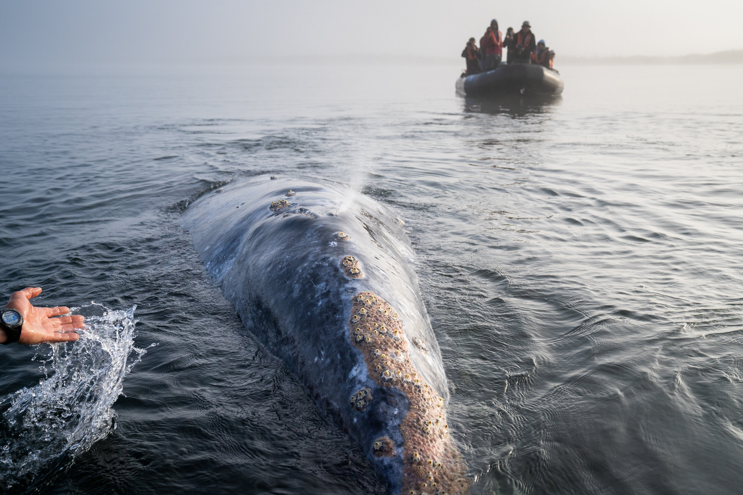 Travelers interact with an adult gray whale in Baja California, Mexico