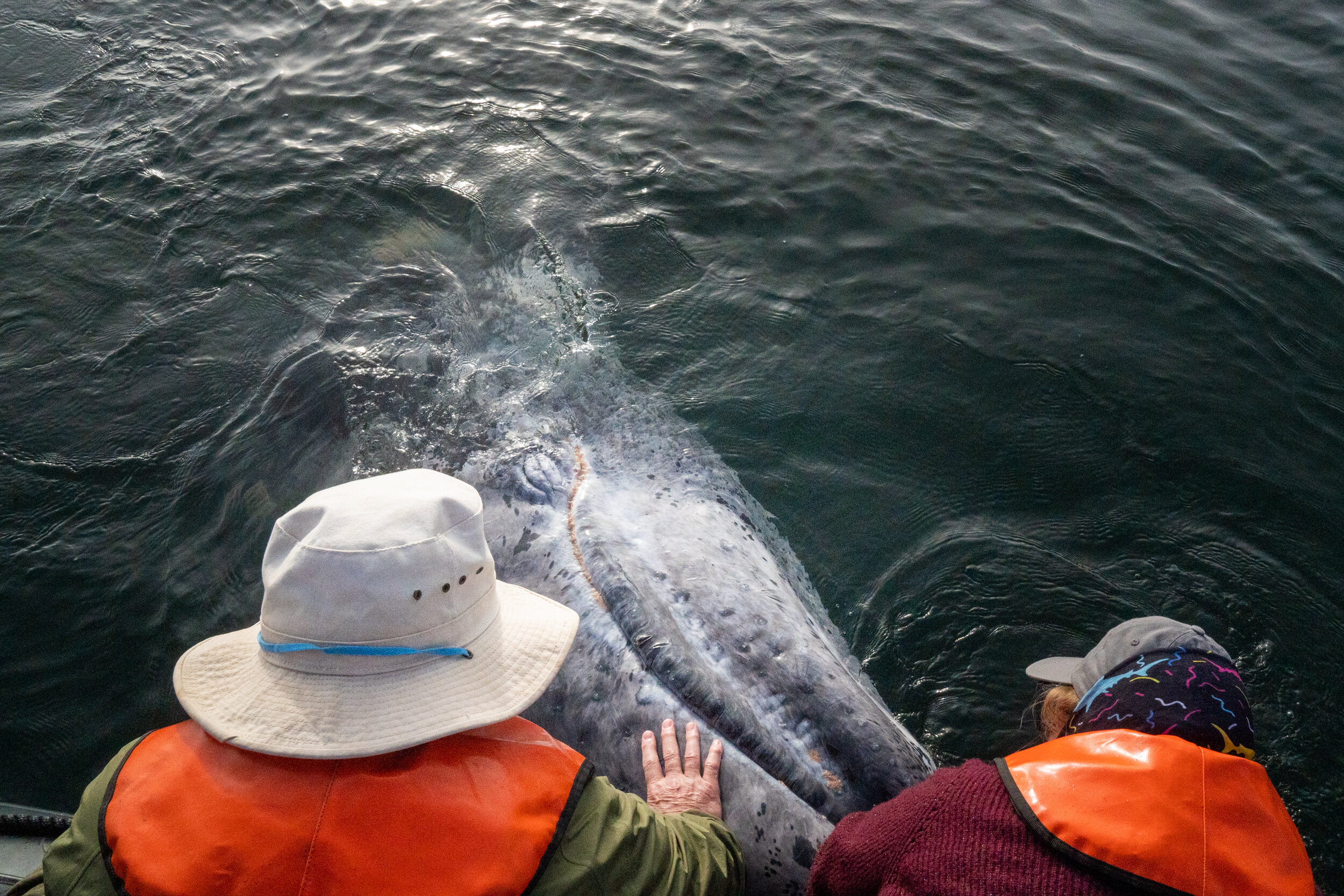 Travelers touch a gray whale calf in Baja California, Mexico