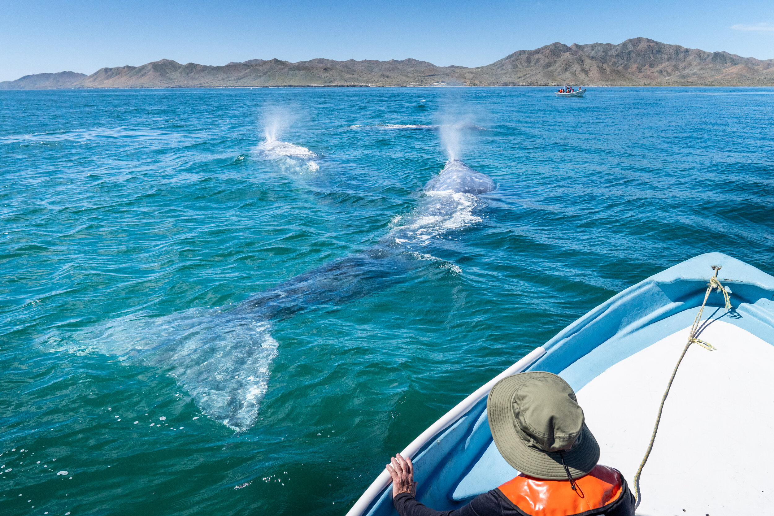 Several gray whales blow in Baja California, Mexico