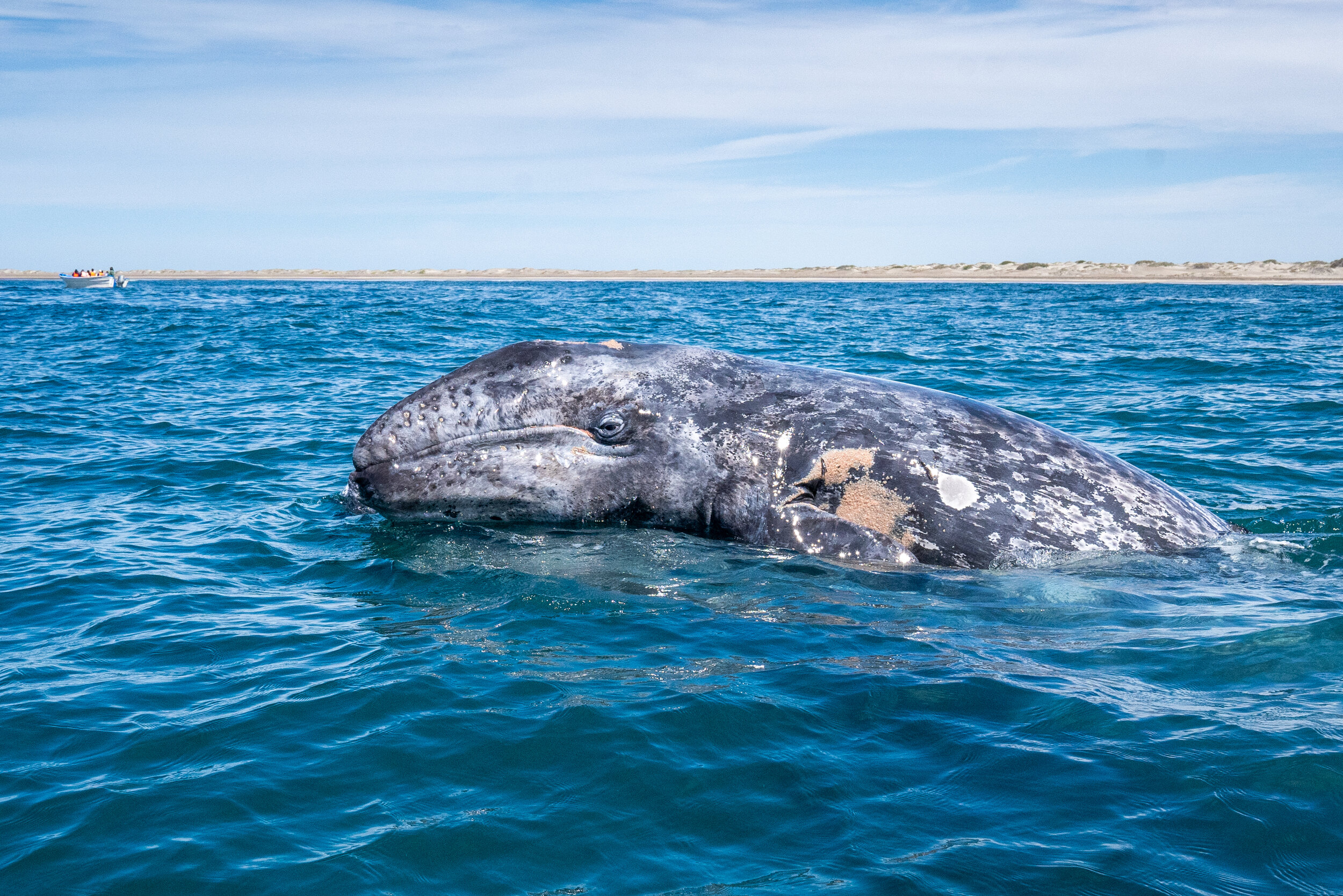 A newly born gray whale calf rides on its mom's back in Baja California, Mexico