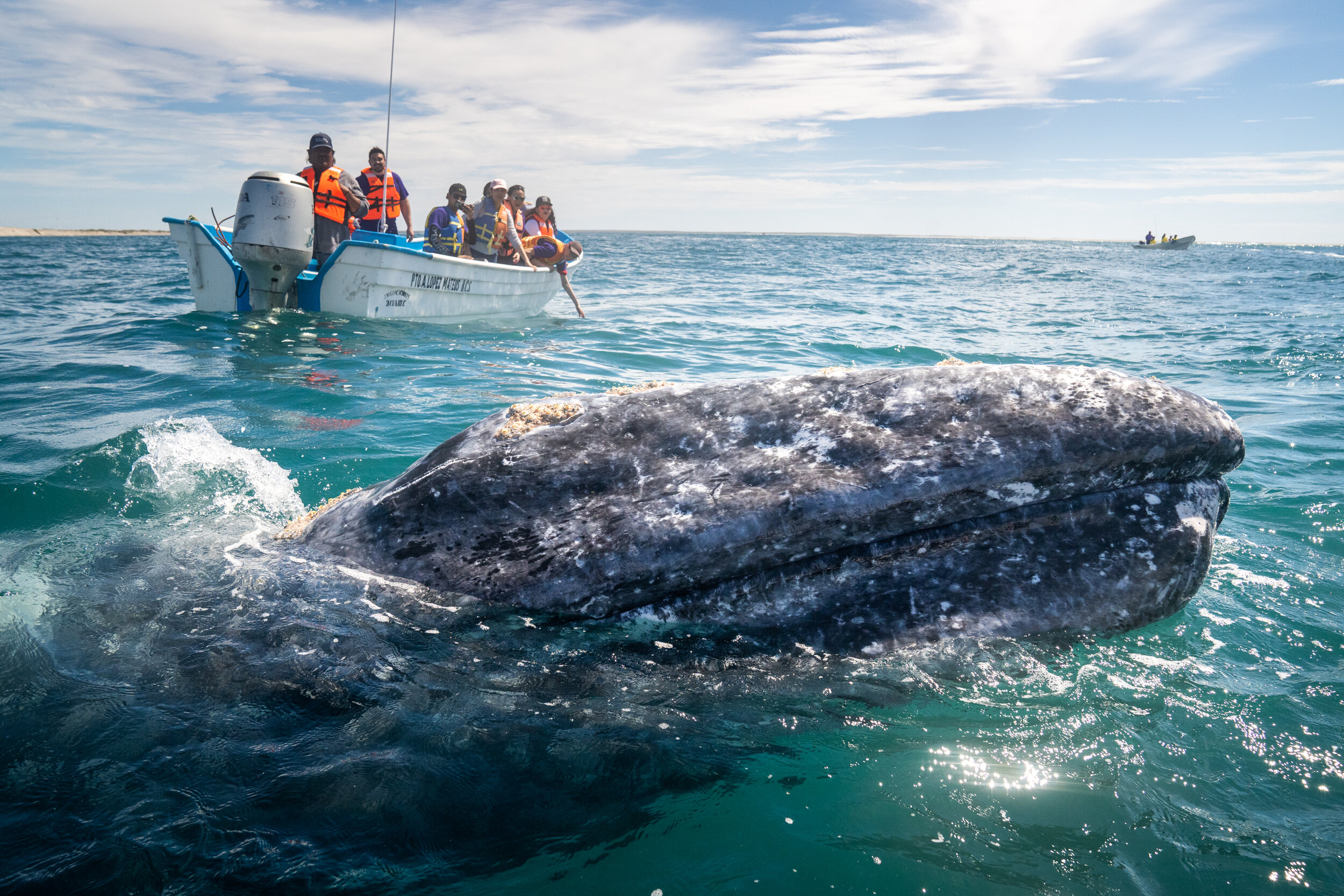 Travelers watch a gray whale in Baja California, Mexico