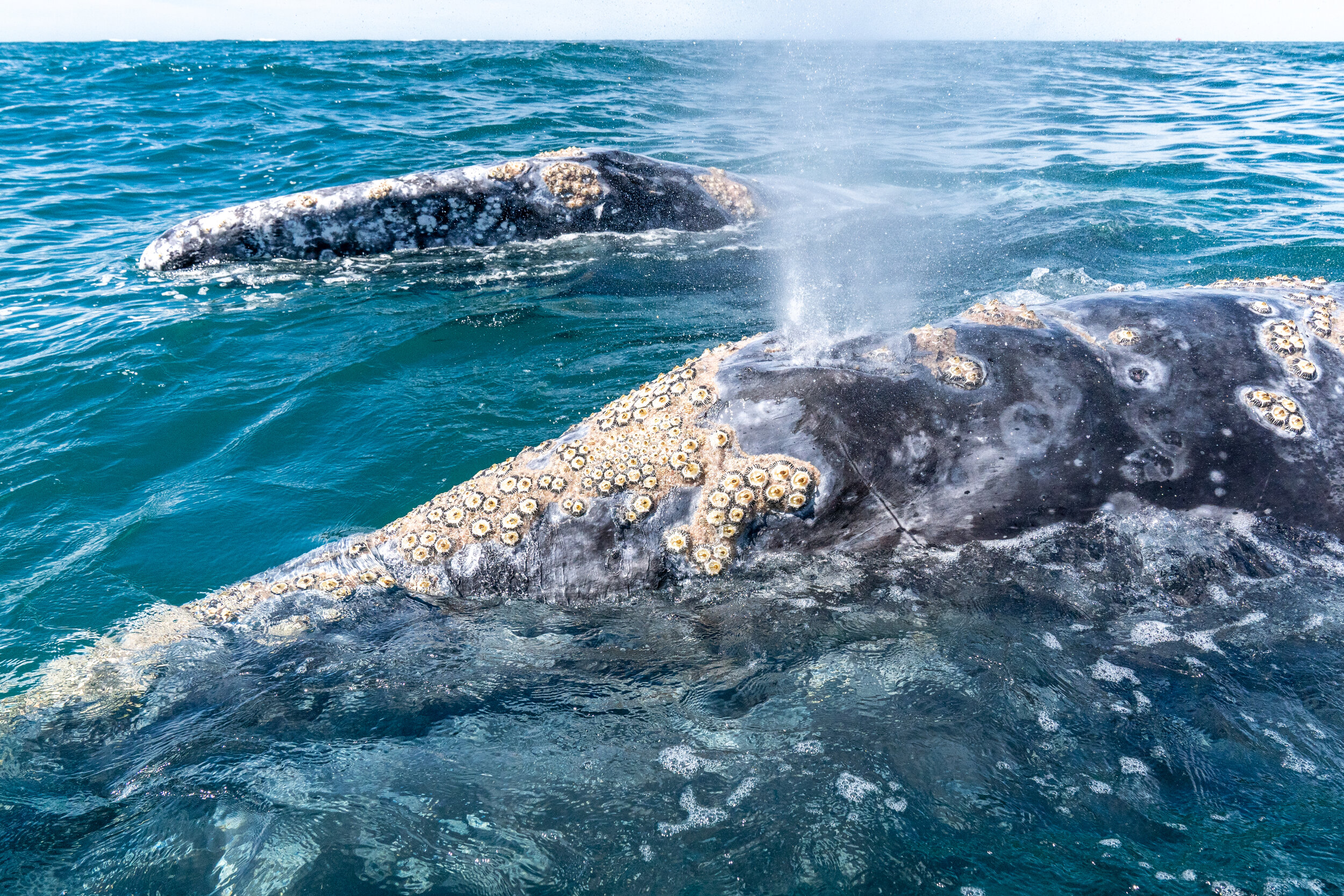 Gray whale mother and calf surface above the water in Baja California, Mexico