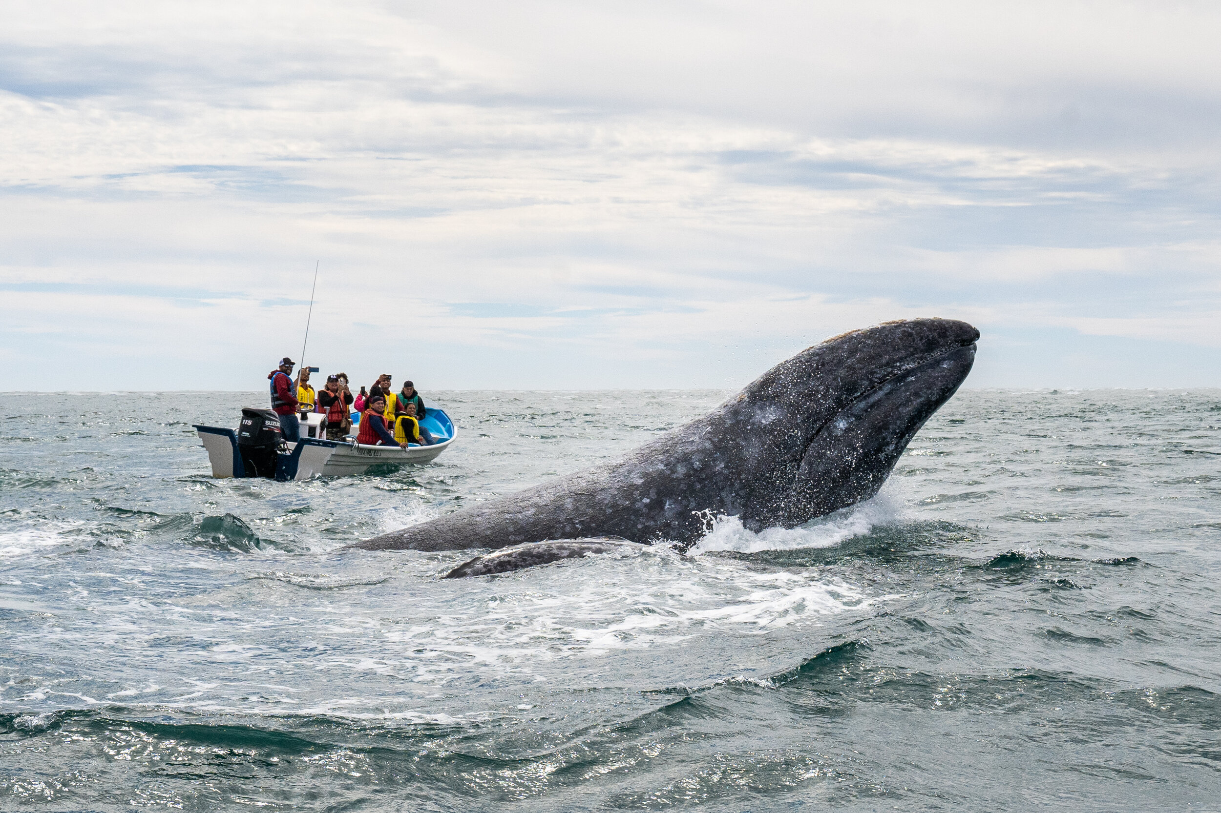 Gray whale breaches near a boat in Baja California, Mexico