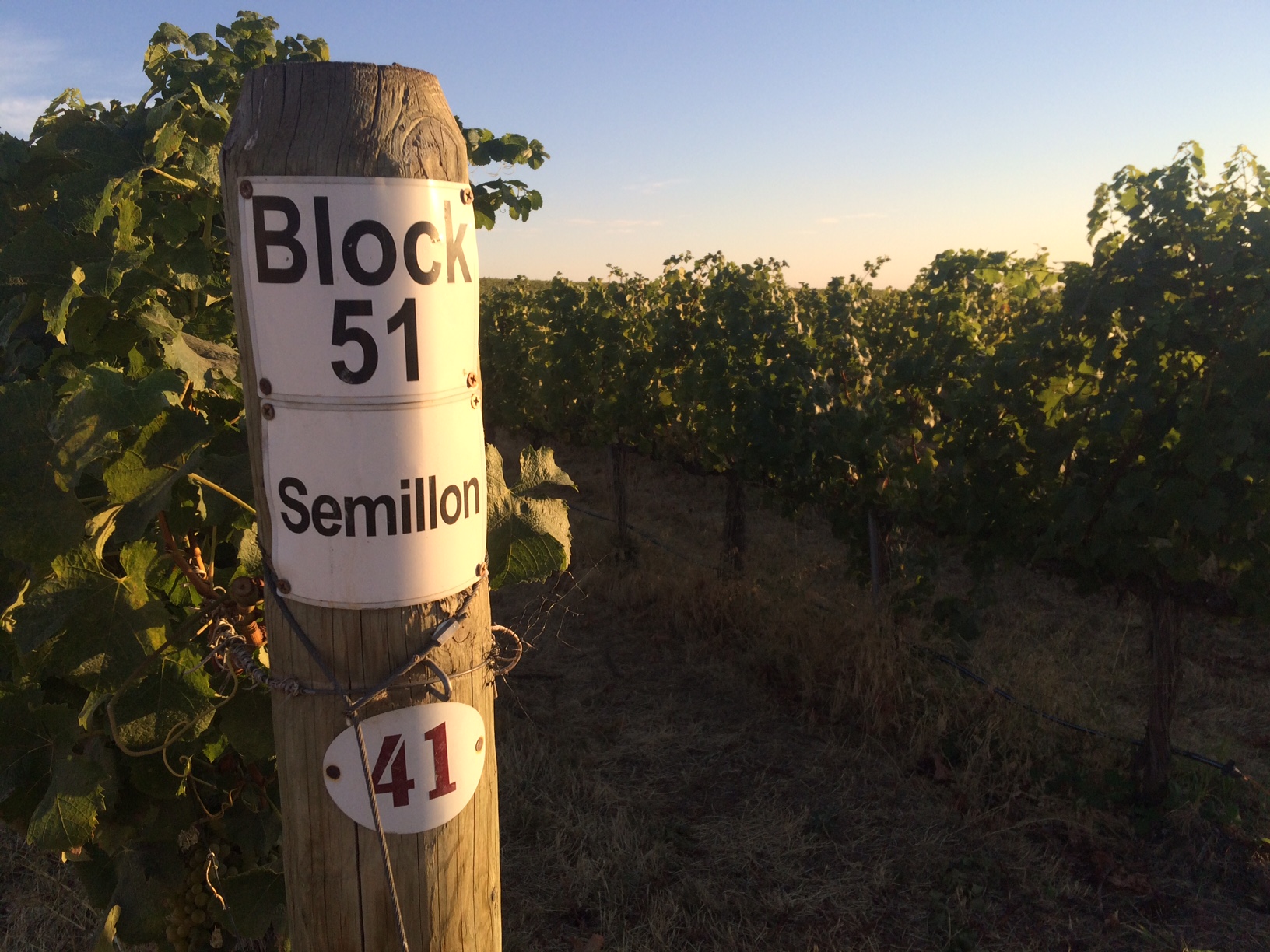 Semillon at Les Collines Vineyard in Walla Walla.
