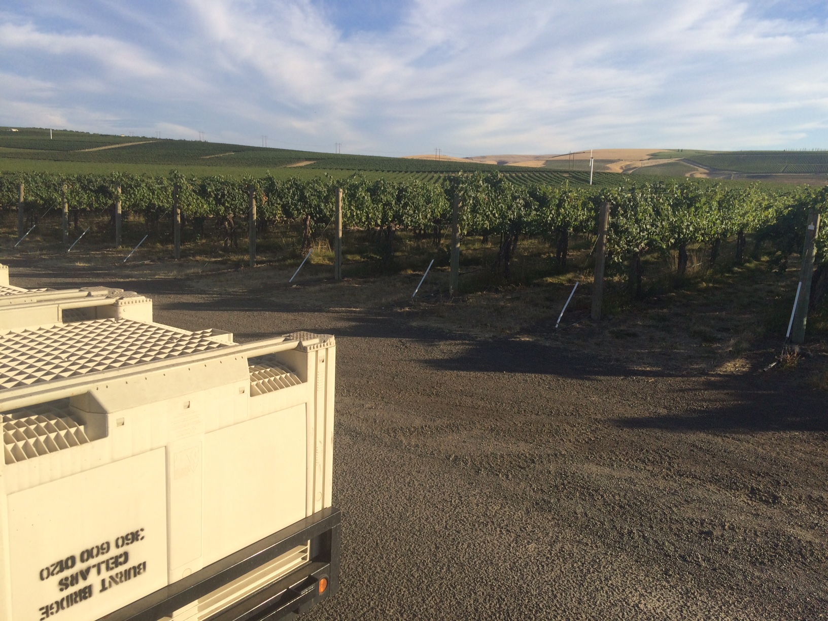 Getting ready to drop the first bins of the season at Seven Hills Vineyard.