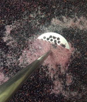 Punching down some Merlot at Burnt Bridge Cellars.