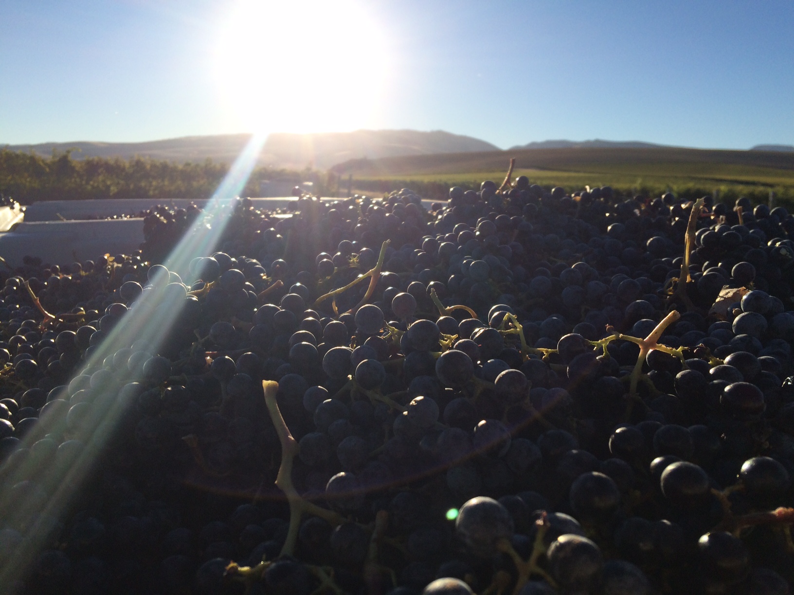 Merlot from Les Collines first thing in the morning.