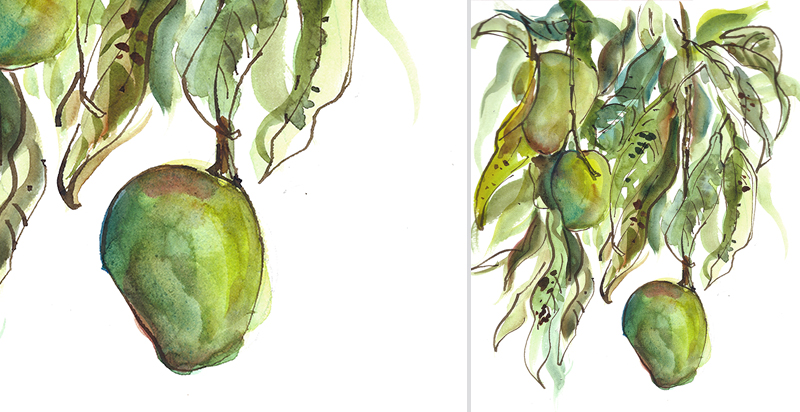   GREEN MANGOS ON TREE,&nbsp;  INDIA, &nbsp; watercolor, pen &amp; ink 
