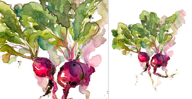   RADISH,&nbsp; watercolor 