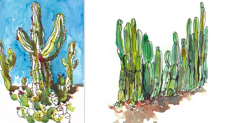 CACTUS, (L) SAGUARO DESERT, (R) MEXICO, watercolor, pen & ink