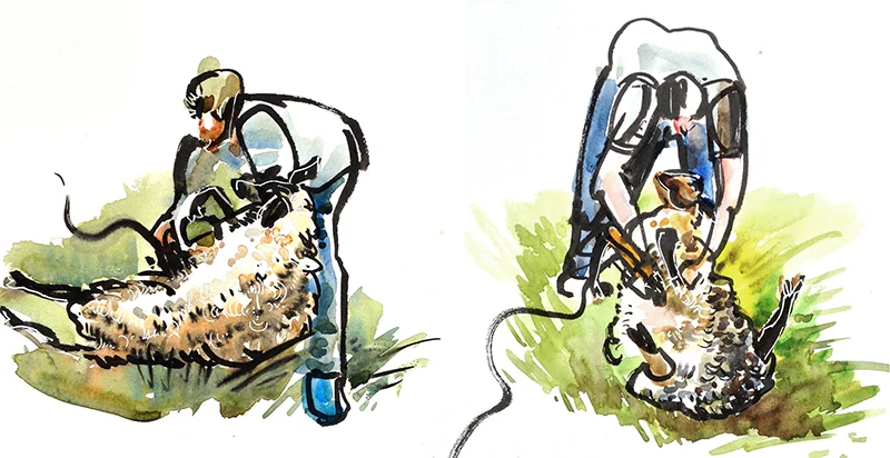 SHEEP SHEARING, watercolor, brush pen