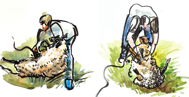   SHEEP SHEARING,&nbsp; watercolor, brush pen 