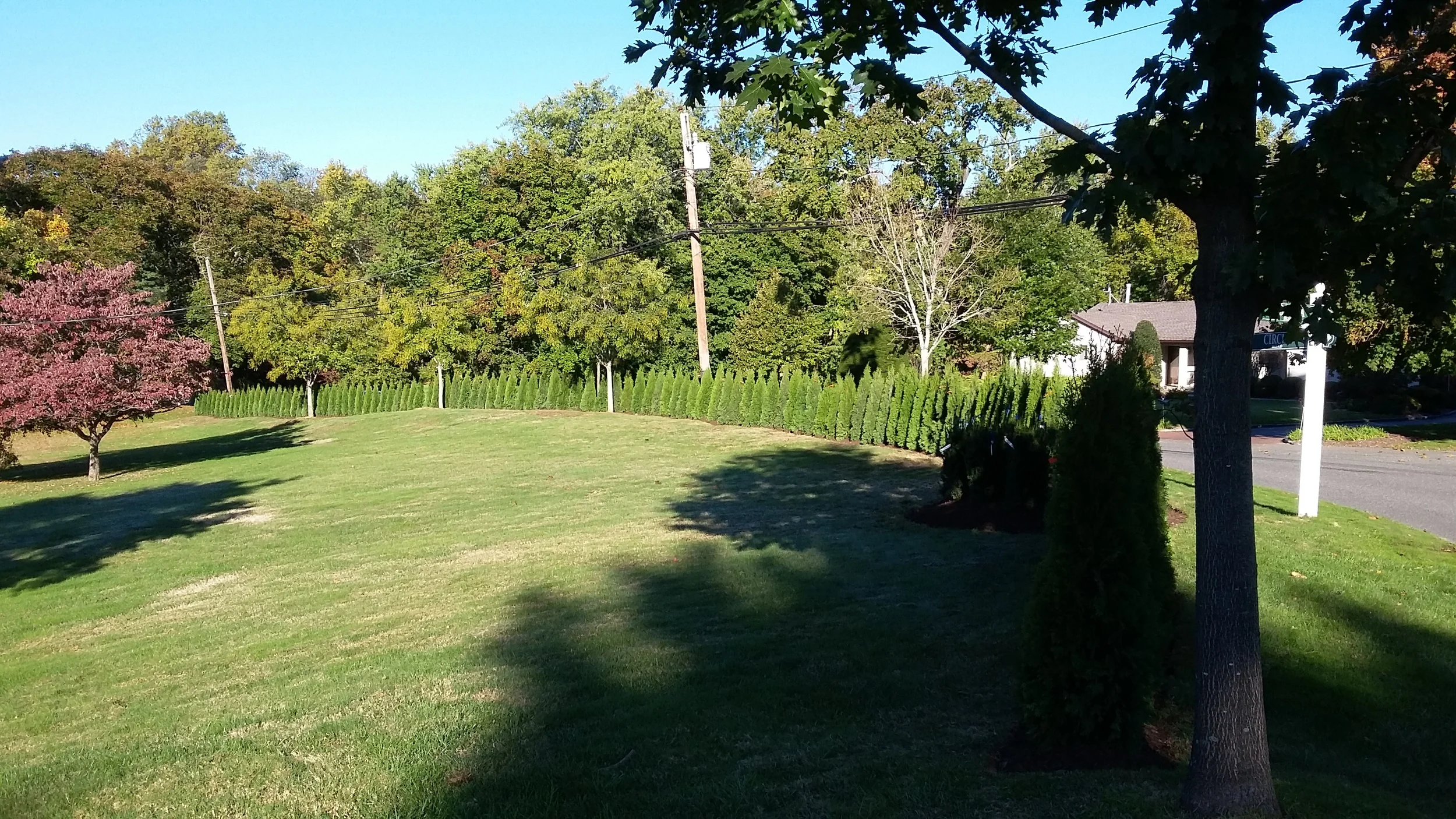 Arborvitae Hedge After
