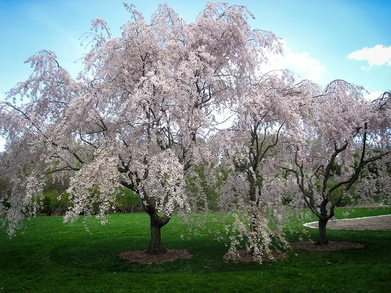 Snowfall Weeping Cherry