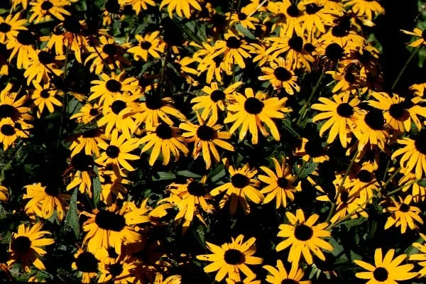 Black-Eyed Susan