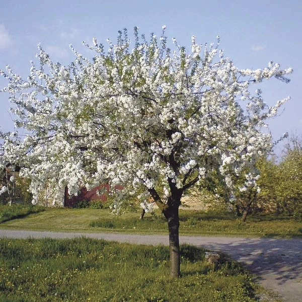 Stella Sweet Cherry Tree