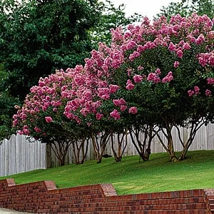 Crepe Myrtle
