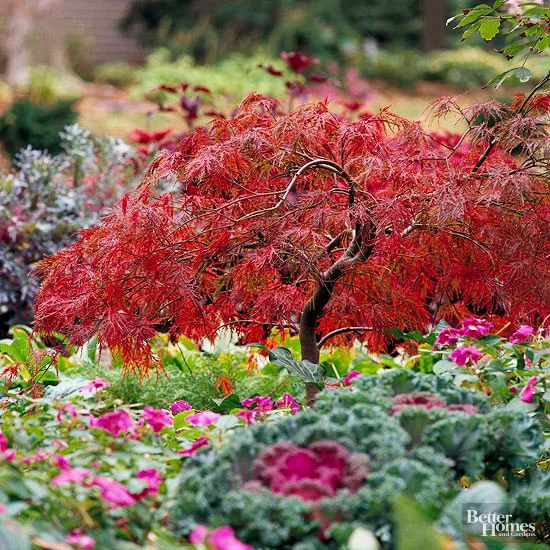 Japanese Weeping Maple