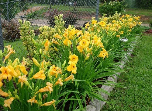 Stella D'Oro Daylily