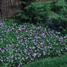 Vinca Minor