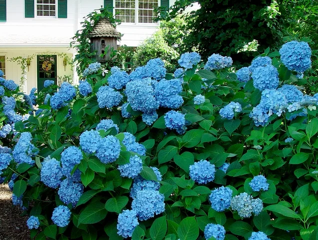 Hydrangea