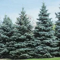 Colorado Blue Spruce