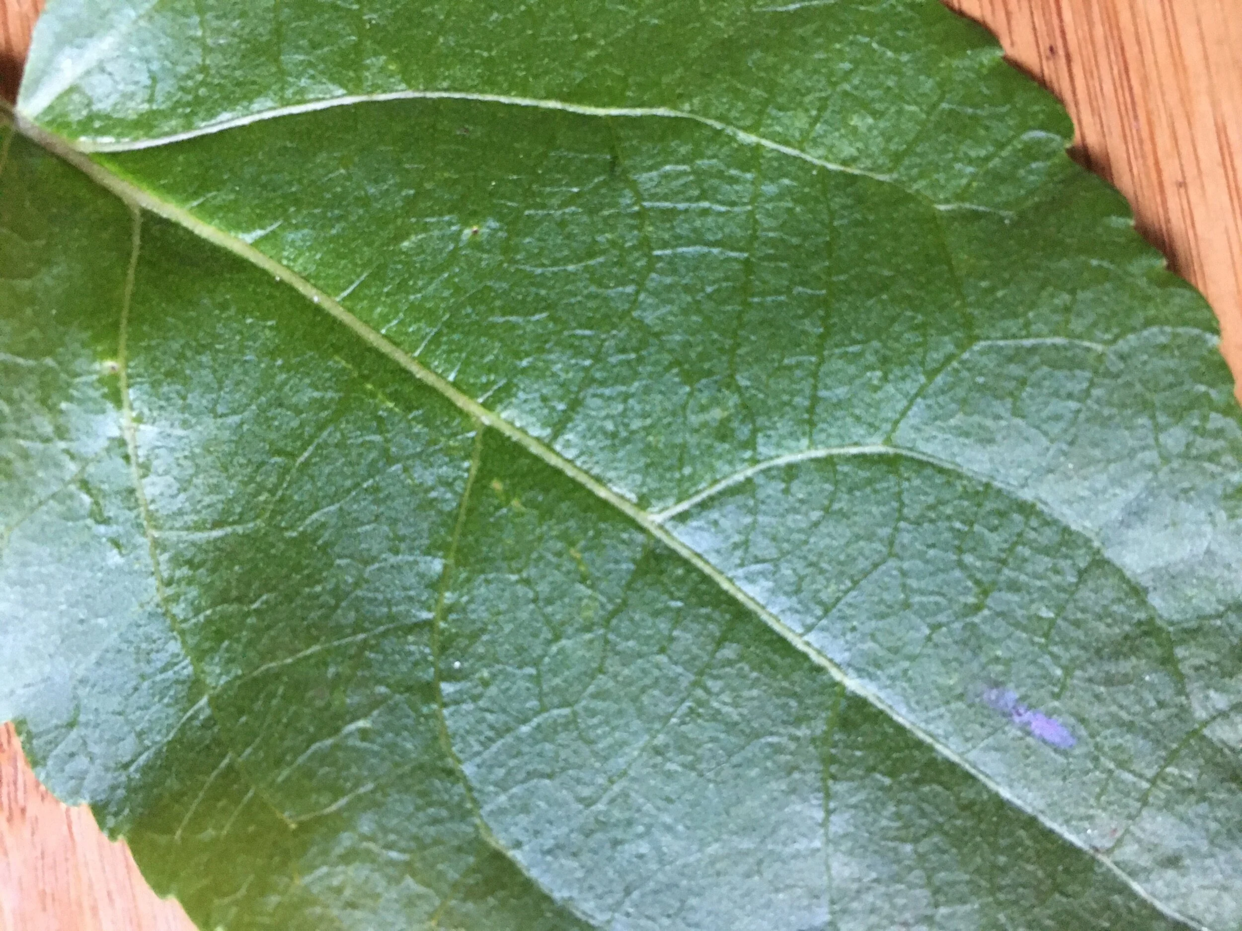 Fractals: Math is Written in the Leaves — Saskatchewan Science Centre