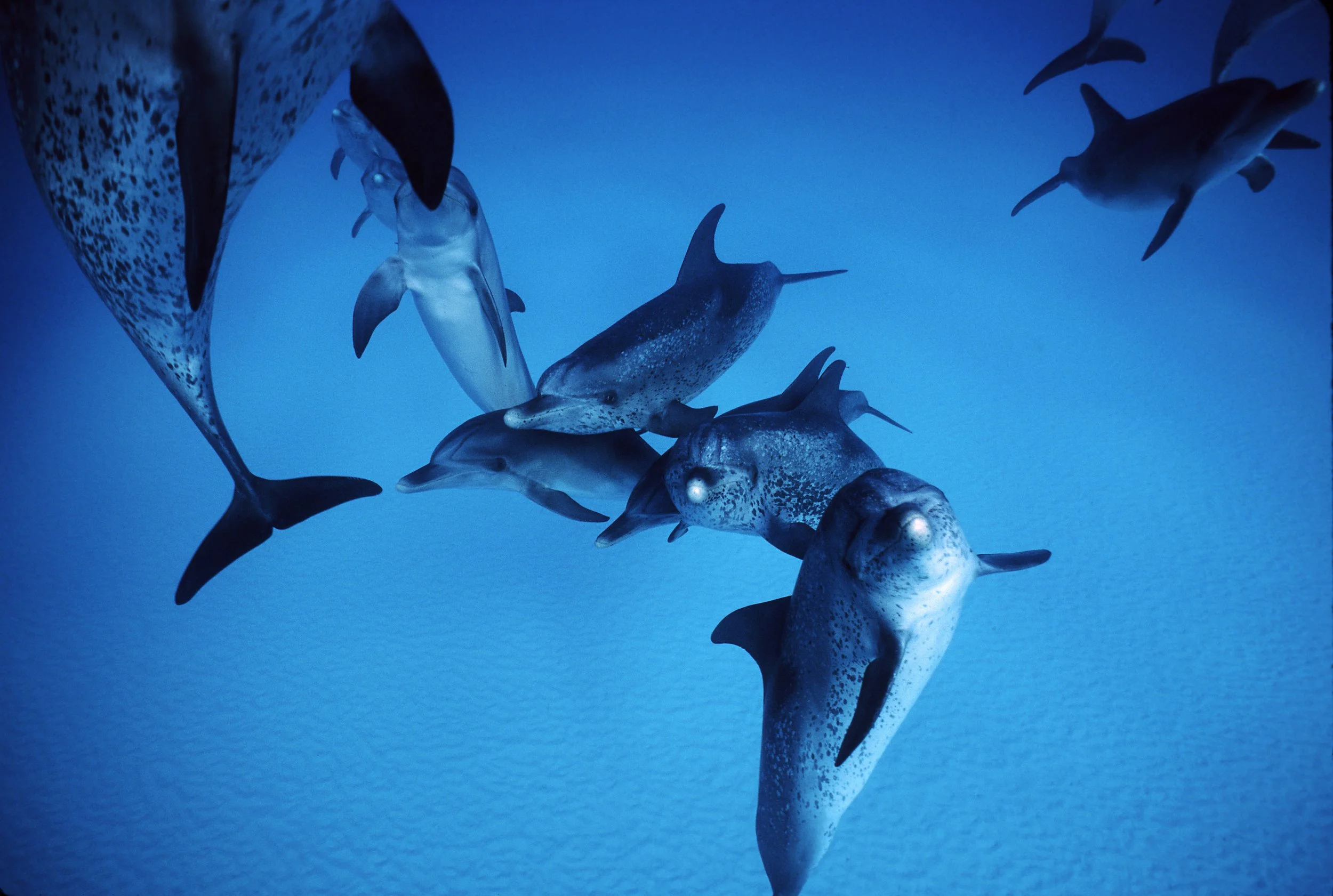 Call of the Dolphins in IMAX 3D