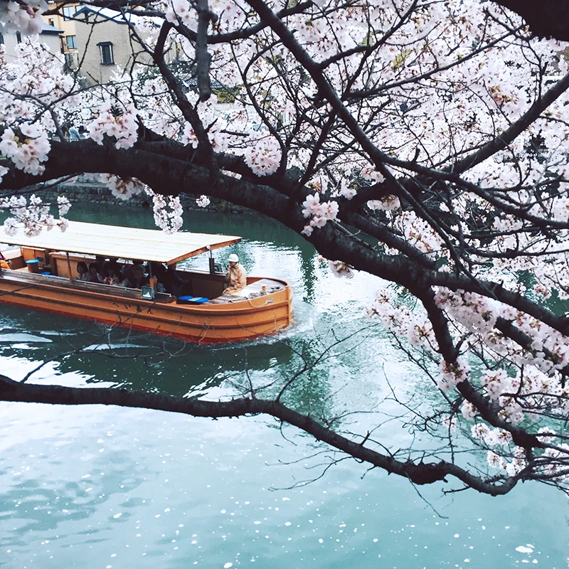 sakuraboat.jpg