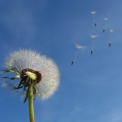 dandelion.jpg