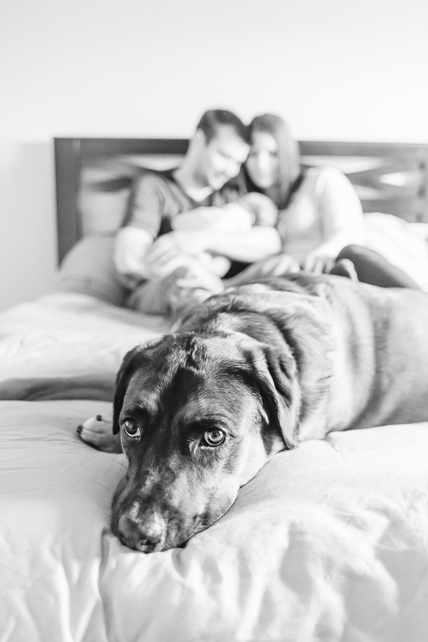 Newborn Photography with Dog_In Home Newborn Session_Cassie Schott Photography.jpeg