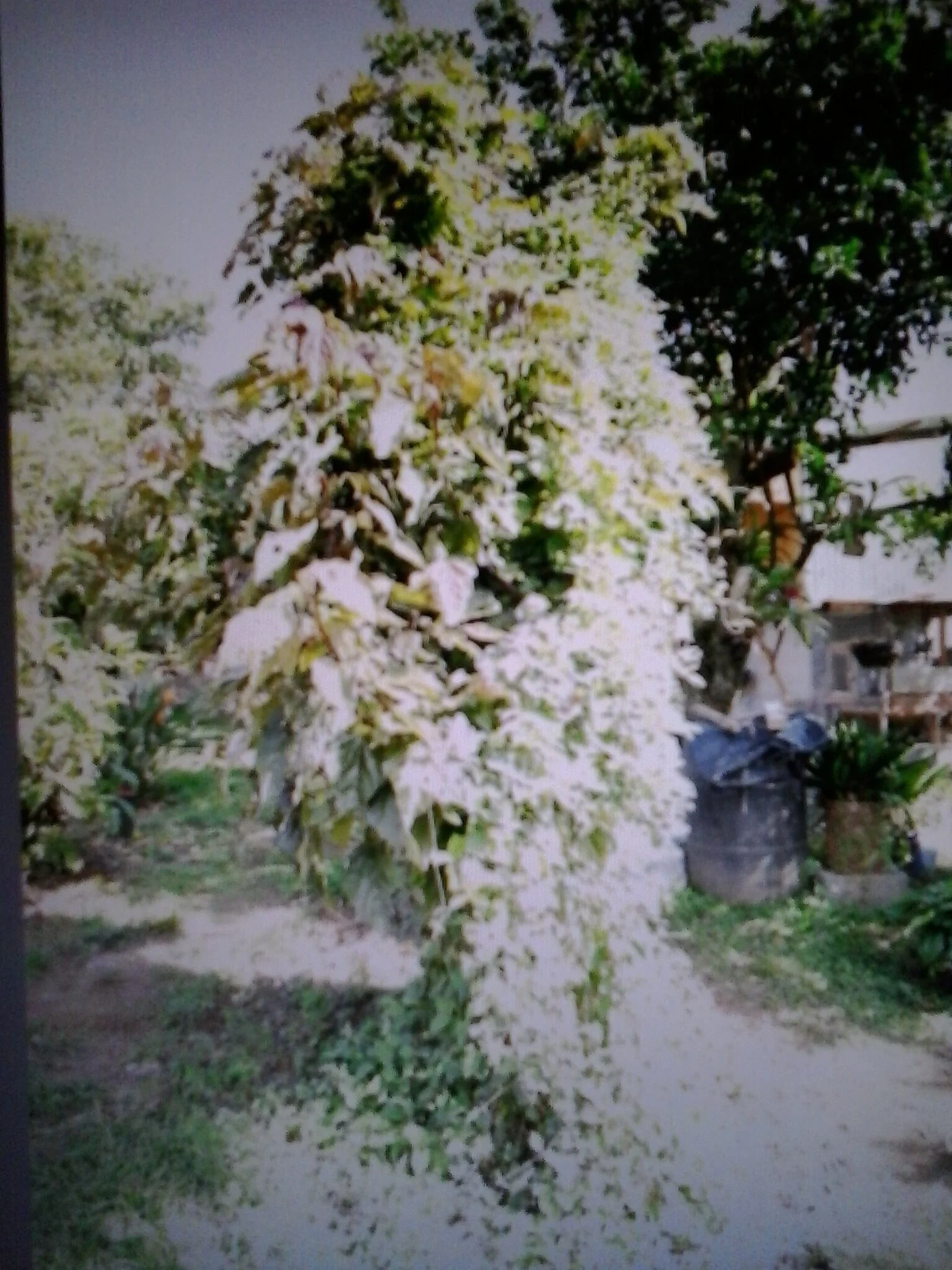 20130515_114150.jpg