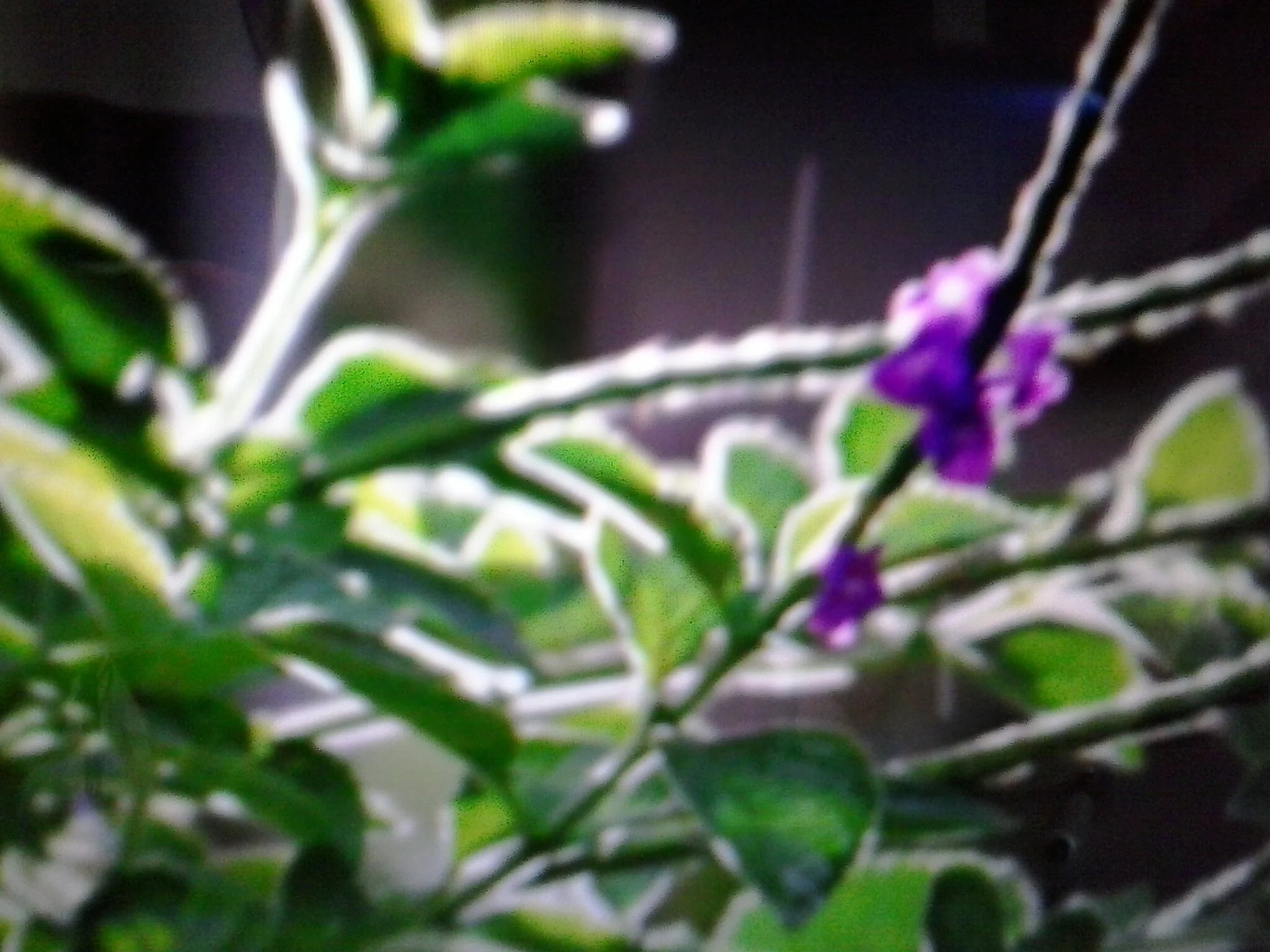 20130517_120603.jpg