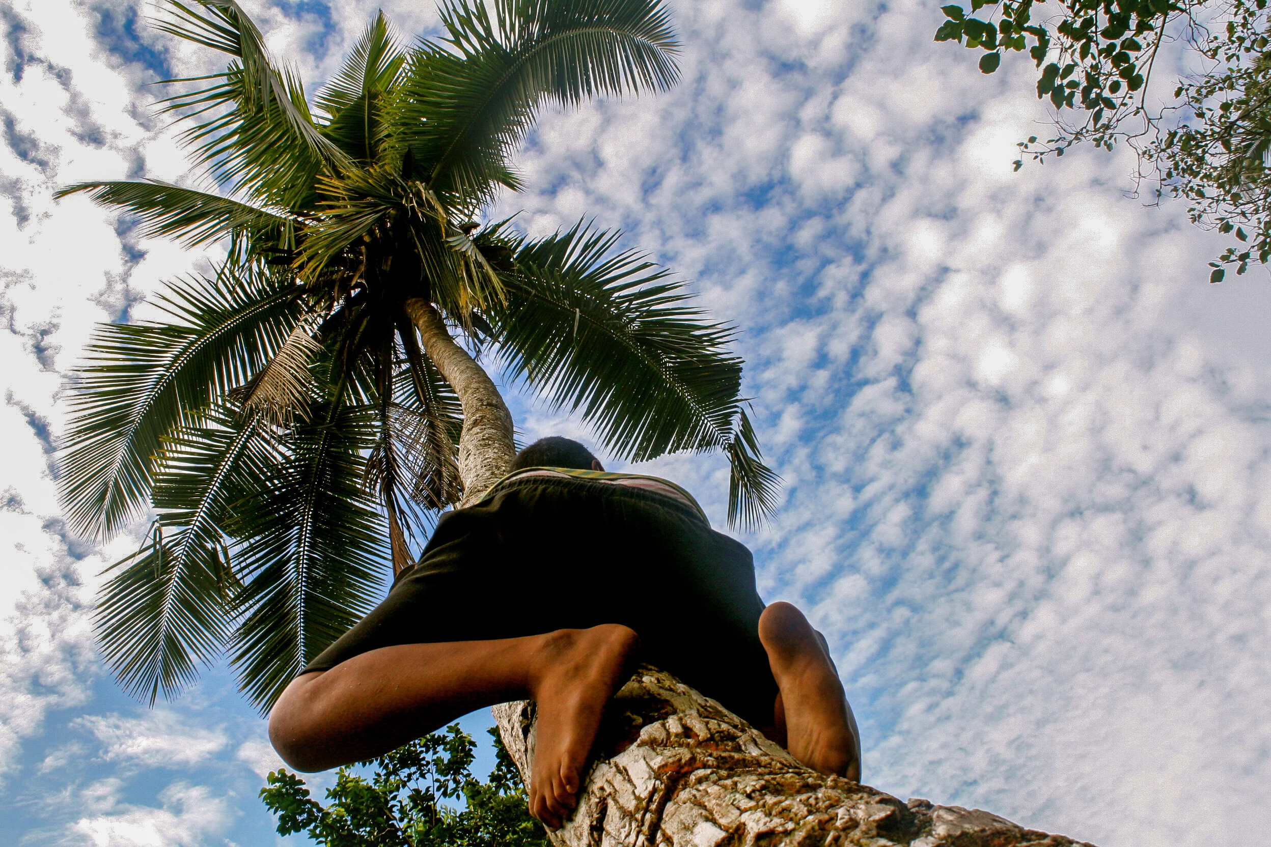 climbingtree.jpg