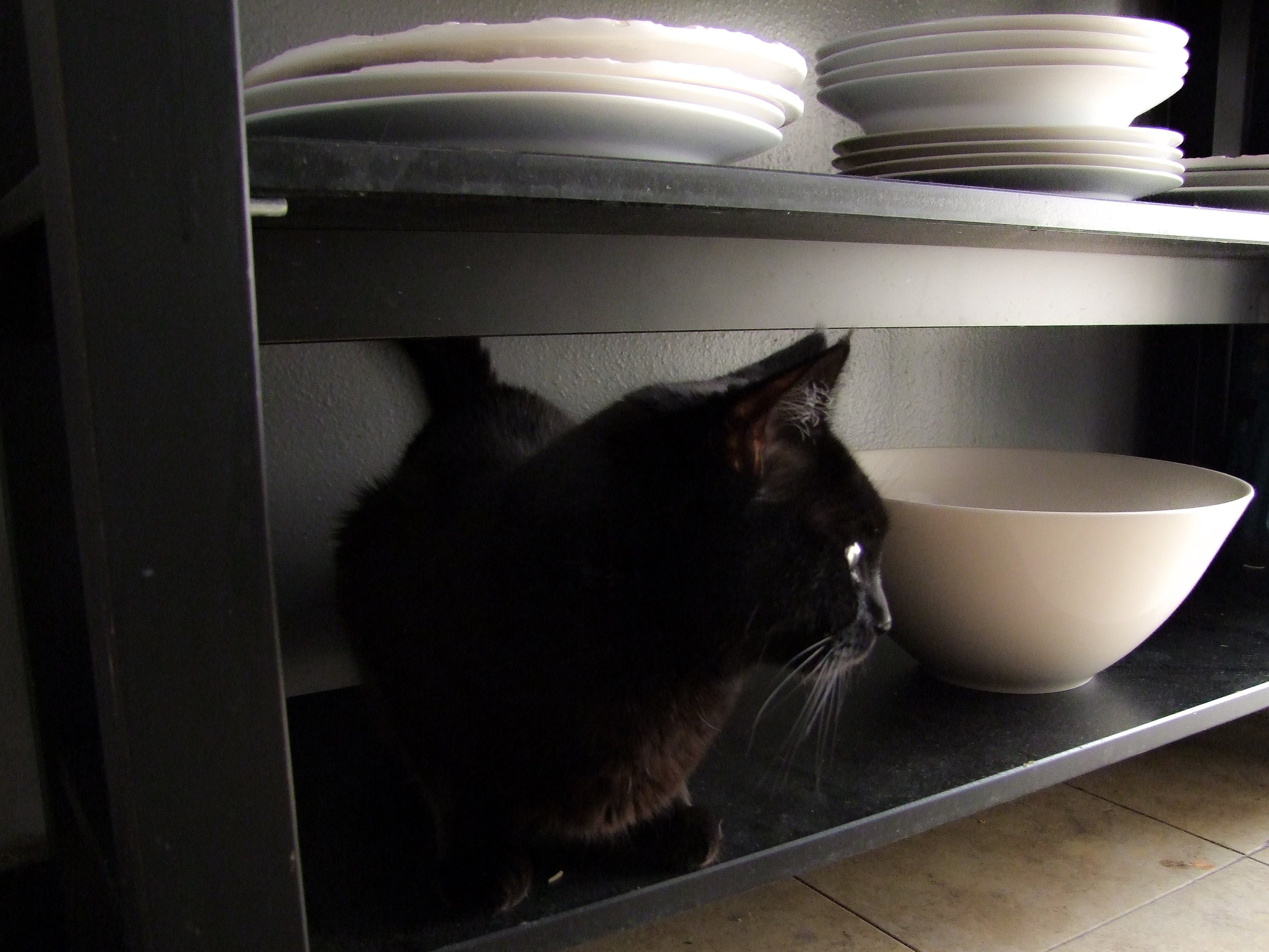 kitchen remodel before cat