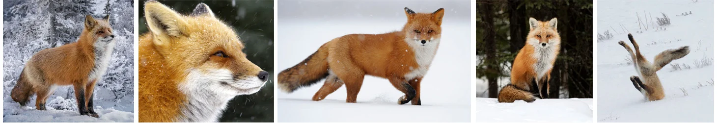 Hipster Animals Winter Foxes Lesson Planning Red Poppy Art