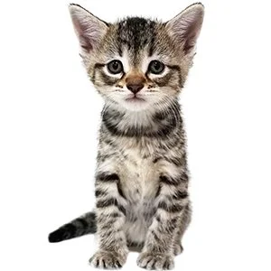 KittenProgression-Darling-week5.jpg