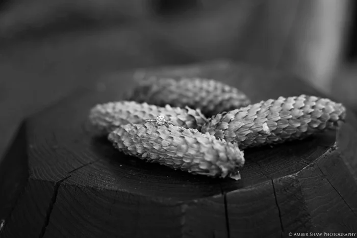 Summer_Mountain_Engagement_Look_Utah_Wedding_Photographer_0009.jpg