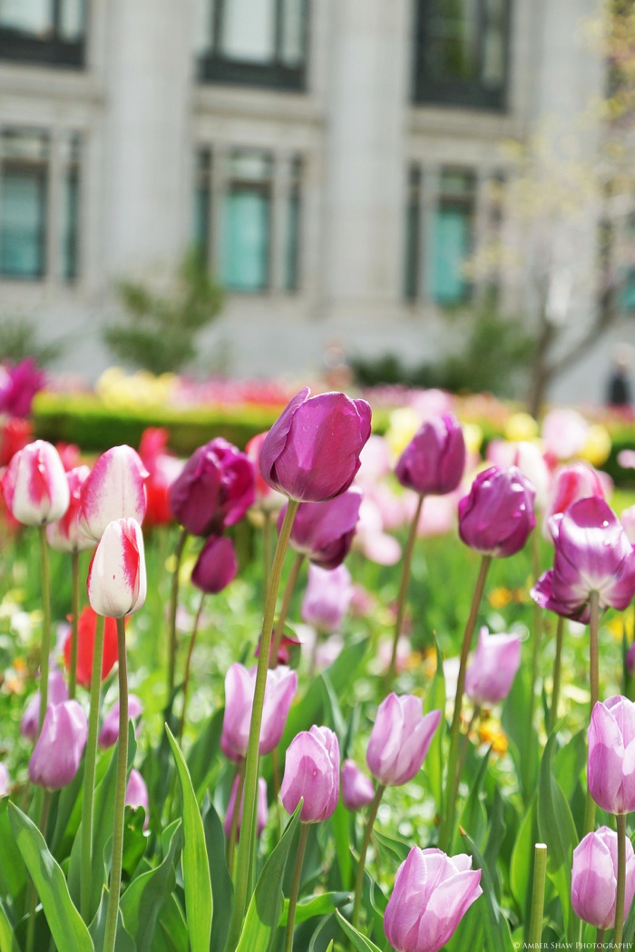 Spring Salt Lake Temple Heritage Gardens Wedding David