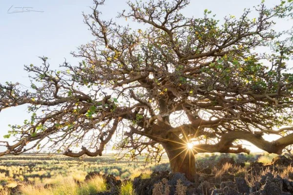 Free Guided Tour August 29th with the Waikoloa Dry Land Forest Initiative
