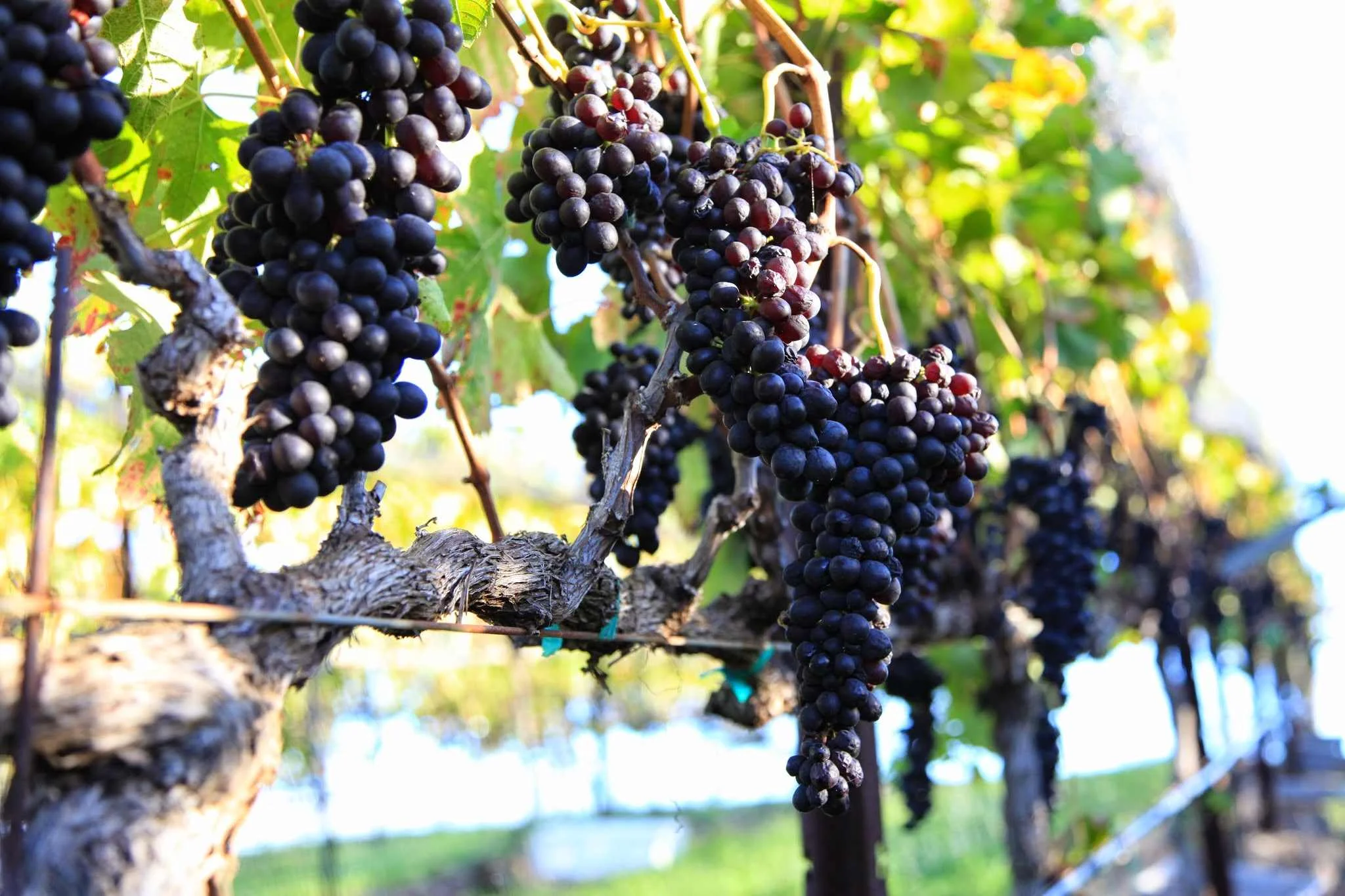 A Thriving Viniculture: Hawaii’s Wineries