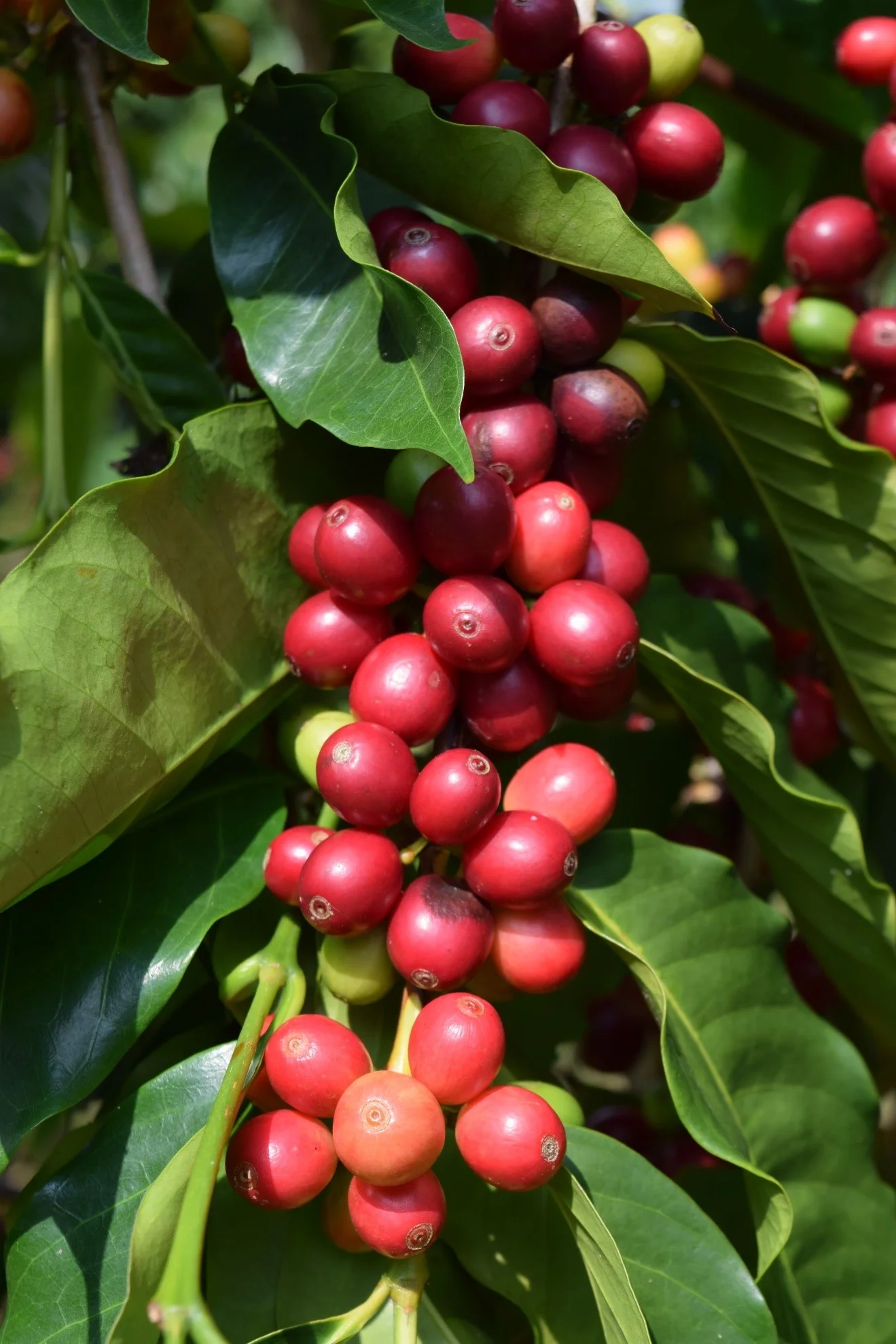 Kona Coffee Cherries.jpg