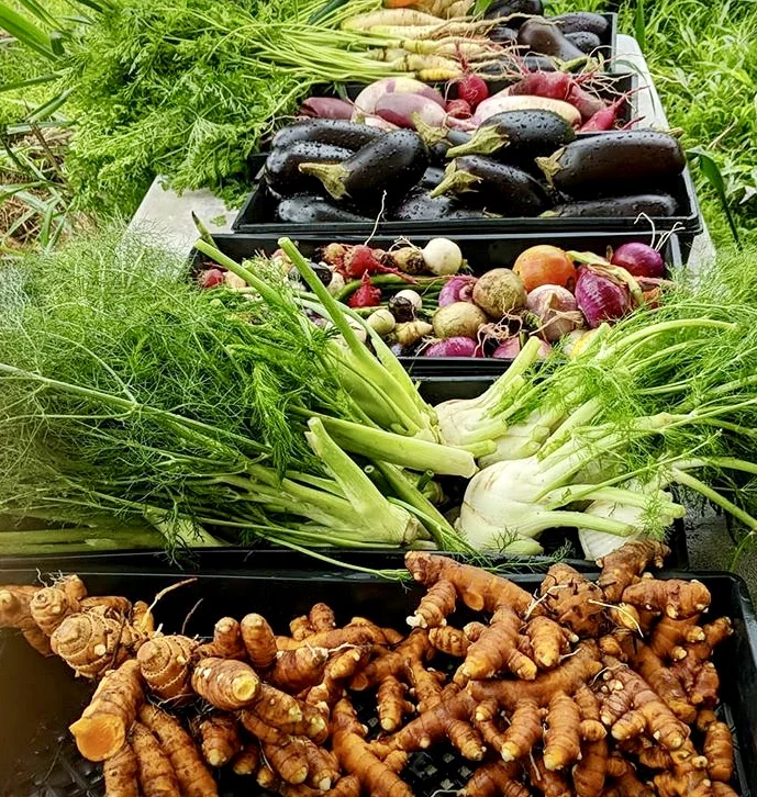 2019 carrie farmer markets 2.jpg