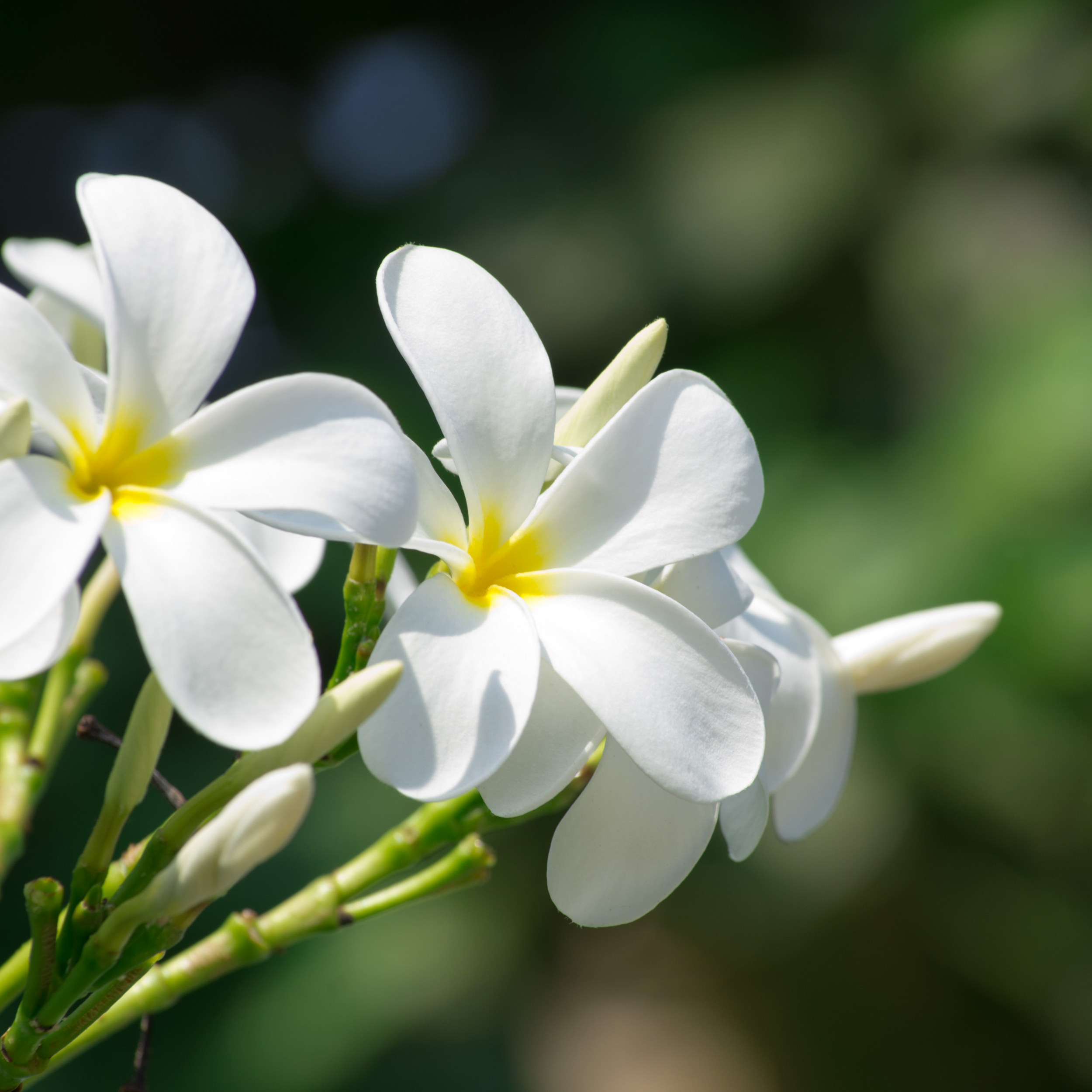 Leading Image for sold Page on Carrie-Nicholson.com.png