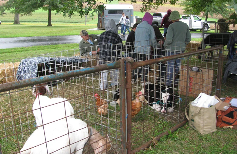 Petting zoo at Annual Fall Festival.
